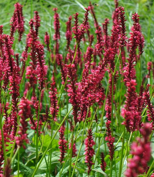 Persicaria amplexicaulis 'Speciosa'